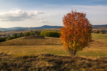 Beautiful tree in Sudety mountains near Kamienna Gora, Poland - obrazy, fototapety, plakaty