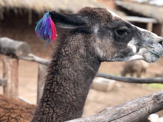 Peruvian Llama