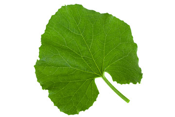 Melon green leaf on white