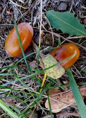 Ripe acorns (Glans) © Taisiia