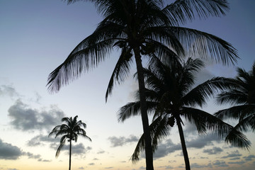 Fototapeta na wymiar tropical landscape of coconut trees silhouette during sunset twilight