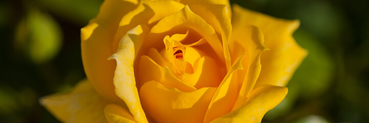 Yellow rose flower in the morning in the garden, close-up.  Web banner.