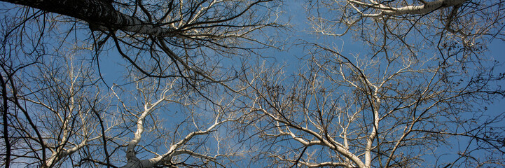 Fototapeta na wymiar tops with branches of deciduous trees against the blue sky. Web banner.
