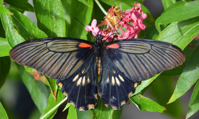Papilio lowi, the great yellow Mormon or Asian swallowtail, is a butterfly of the family Papilionidae. It is found in Borneo, Indonesia, and the Philippines (Palawan, Balabao) © Daniel Meunier