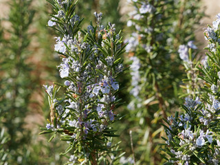 Romarin en fleurs 'Rosmarinus officinalis'