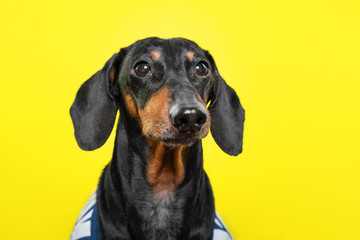 summer portrait of a cute breed dog, black and tan, wear a t-shirt, on a colorful yellow background