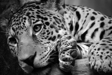 Jaguar is a cat, a feline in the Panthera genus only extant Panthera species native to the...