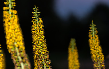 Yellow flower stems with many small flowers on a dark background; one flower highlighted with sharpness