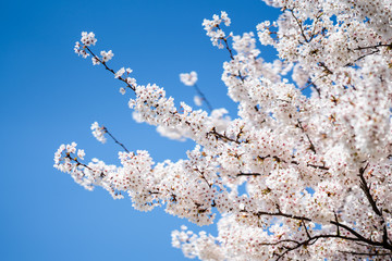 Japanische Kirschblüte im Frühling vor blauem Himmel