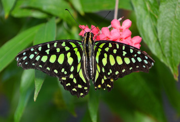 Graphium agamemnon, the tailed jay is a predominantly green and black tropical butterfly that belongs to the swallowtail family. The butterfly is also called the green-spotted triangle © Daniel Meunier