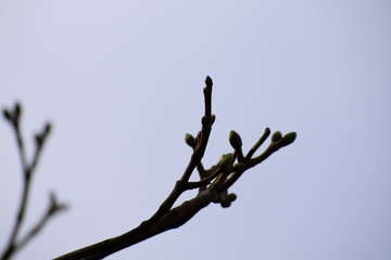 Tree Buds in spring