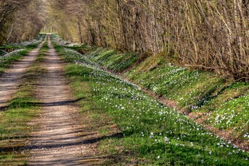 Chemin dans les bois bordé d'anémones de printemps.
