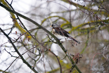 Fieldbird sitting on a mountain ash branch in early winter