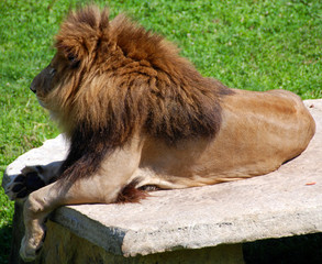 Lion is one of the four big cats in the genus Panthera, and a member of the family Felidae. With...