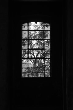 Tree Broken Window