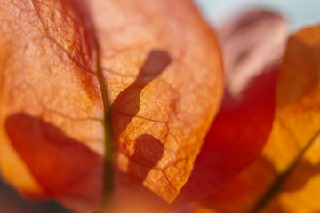 bougainvillea Petal Shadow