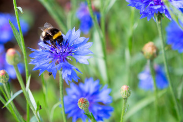 Summer. Bumblebee on cornflower flower fields. Abstract nature background of flowers.