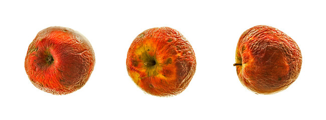 Old apple that is beginning to rot on white background. An organic apple is old with wrinkles of...