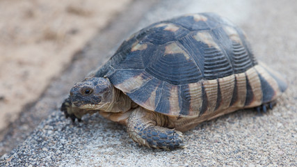 Tortoise on side of rural road on Sardine