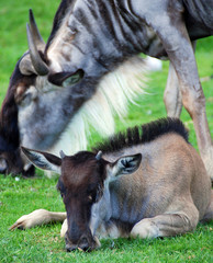 The wildebeest or wildebai, also called the gnu is an antelope of the genus Connochaetes. It is a...