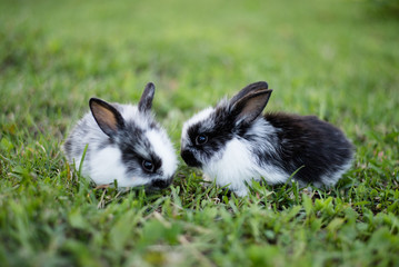 Two Black and white rabbits on grass