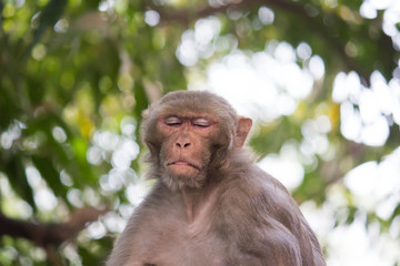 The Rhesus Macaque Monkey Sleeping on the Tree in its Natural Habitat