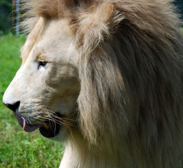 White lion is a rare color mutation of the lion. Until 2009 when the first pride of white lions was...