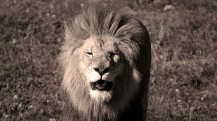 Lion is one of the four big cats in the genus Panthera, and a member of the family Felidae. With...