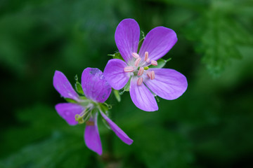 Close-up of purple spring wildflower (wild geranium)