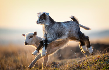 cute kid and lamb running at farm in spring