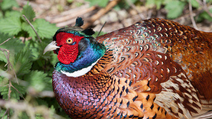 Colorful glossy head of a male Pheasant in the coppice