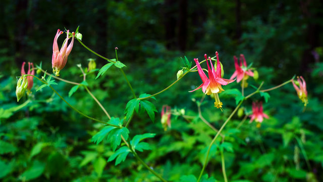 Wild columbine growing at the edge of a summer forest