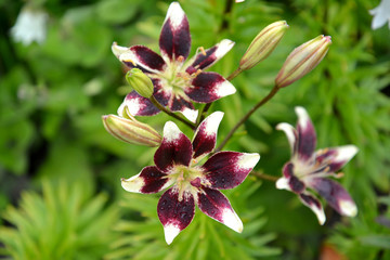 Lily Asian, grade of Tango Netty's Pride (Lilium asiatic)