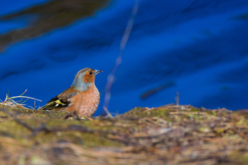 Male common chaffinch (Fringilla coelebs) bird near lake, during sunny spring day. Beautiful sunlight.