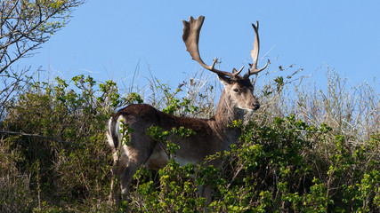 Beautiful brown spotted fallow deer standing between bushes on a dune.
