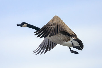 Canadian goose spring day