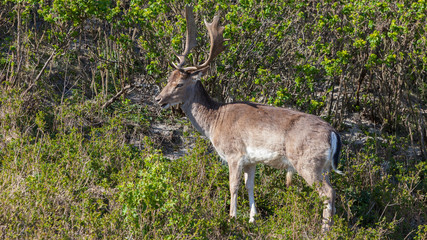 beautiful brown spotted fallow deer standing between bushes in forest