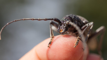 black beetle with long antennas sits on a human finger