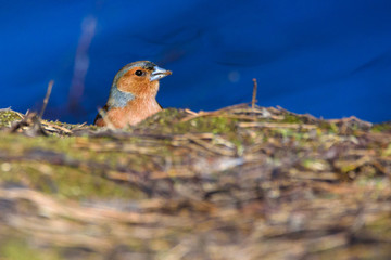 Male common chaffinch (Fringilla coelebs) bird near lake, during sunny spring day. Beautiful sunlight.