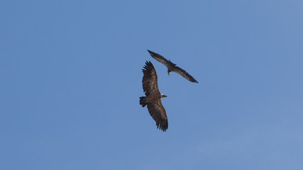 Vultures fly circles meeting in blue sky