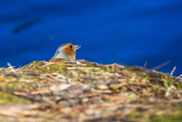 Male common chaffinch (Fringilla coelebs) bird near lake, during sunny spring day. Beautiful sunlight.