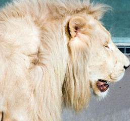 White lion is a rare color mutation of the lion. Until 2009 when the first pride of white lions was...