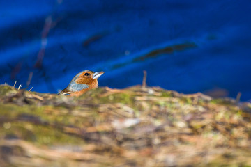 Male common chaffinch (Fringilla coelebs) bird near lake, during sunny spring day. Beautiful sunlight.