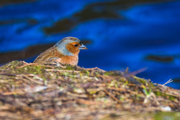 Male common chaffinch (Fringilla coelebs) bird near lake, during sunny spring day. Beautiful sunlight.