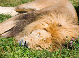 Lion is one of the four big cats in the genus Panthera, and a member of the family Felidae. With...