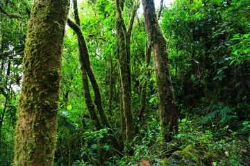 paisajes verdes colombia