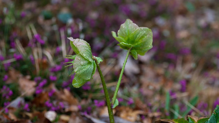 Closeup of hellebore flower with water drops