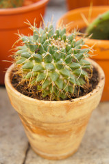 Mammillaria karwinskiana cactus plant in pot
