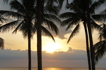 Naklejka na ściany i meble Landscape palm trees at yellow sunset