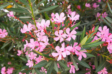 Nerium oleander pink flowers